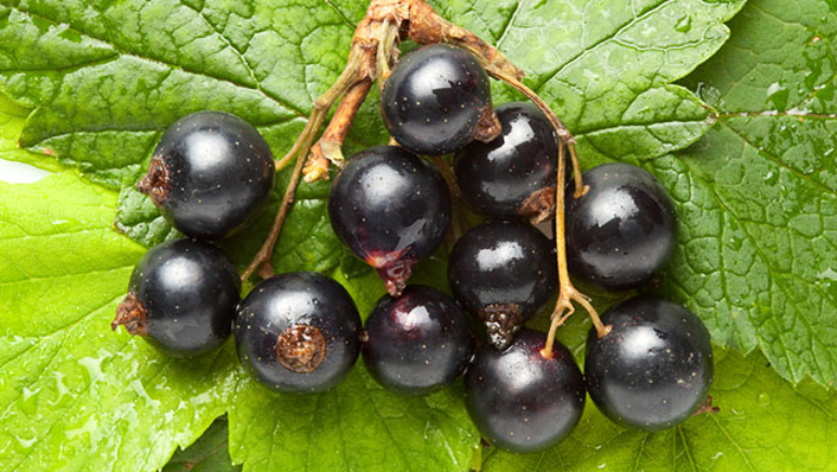 Ribes Nigrum
